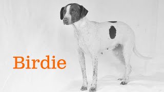 Birdie:  The Sweet GSP Mix Looking for a Loving Home #adoptme