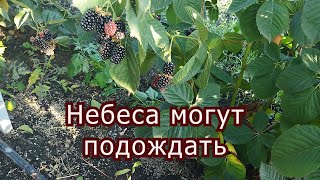 Ежевика Небеса могут подождать. Пригород Воронежа.