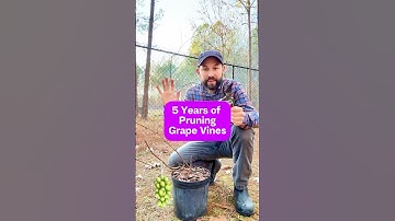 5 Years of Pruning Grape Vines #shorts #gardening #pruning #grape #grapevine #growyourownfood