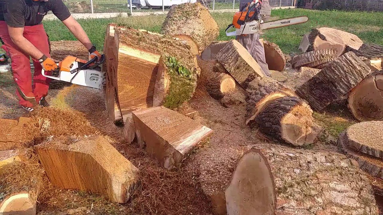 Nothing stands in their way stihl ms 880 & 661 c-m - YouTube
