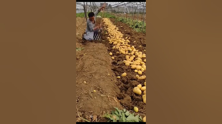 Digging Fresh Potatoes on the farm Satisfying video #satisfying #short