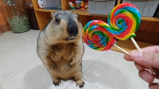 funny marmot sucks try rainbow lollipop