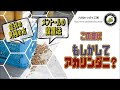 【この症状　もしかしてアカリンダニ？】「症状の見極め方」「メントールの設置法」日本みつばちの養蜂 How to Beekeeping