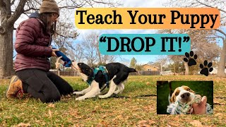 Teach Your Puppy to Drop It With Tug