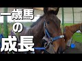 【調教】一歳馬の成長#1【坂路】～若きサラブレッドの競走馬への道のり～