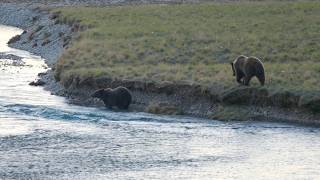 Grizzly Mum 222s Cubs Pop Out again in the Valley
