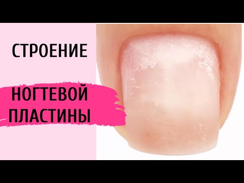 Строение ногтевой пластины. Каждый мастер маникюра должен знать это.