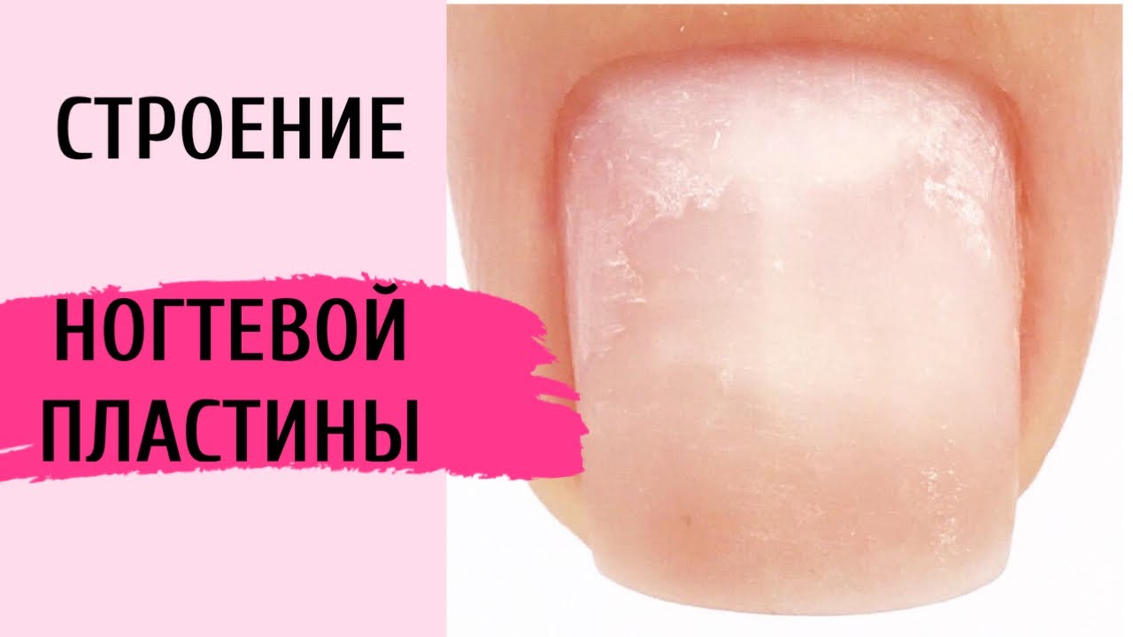 Строение ногтевой пластины. Каждый мастер маникюра должен знать это ...