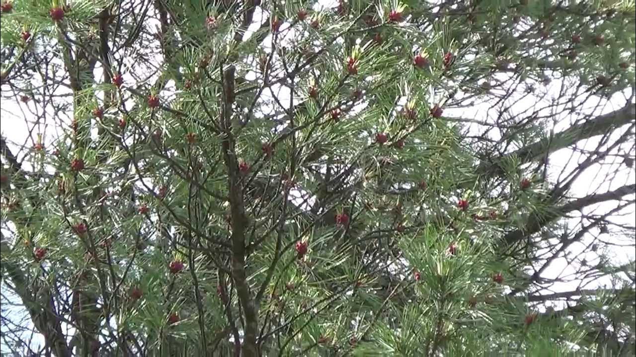 Цветёт сибирский кедр :: Милешкин Владимир Алексеевич - Социальная сеть ФотоКто