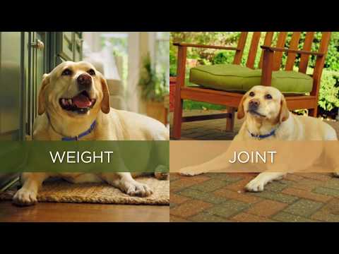 Видео: Домашният любимец с наднормено тегло