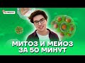 Митоз и мейоз за 50 минут | Биология ОГЭ 2022 | Умскул