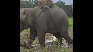 Intelligent super powerfull elephant helping human