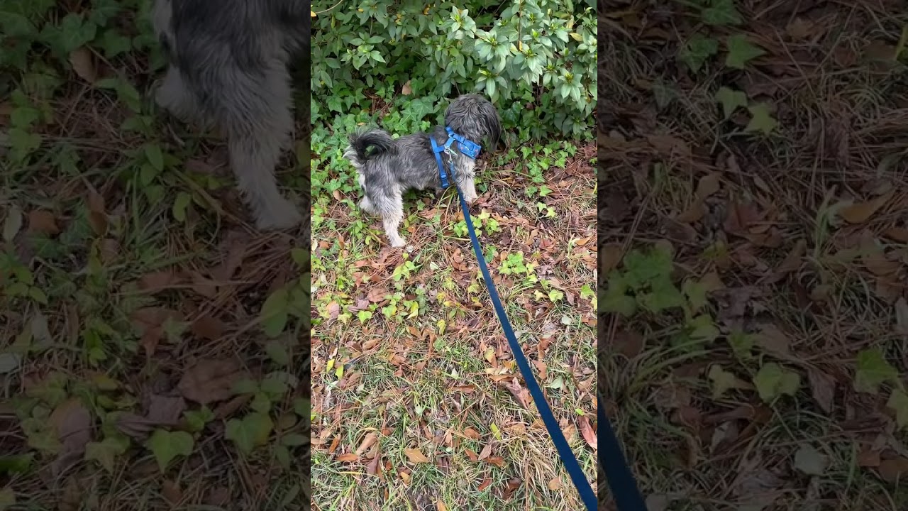 Bentley Got a Great Secret Lebanese lentil Soup Recipe... Yummy!