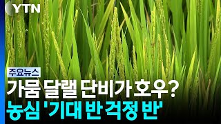 Welcome Rain for the Drought or Heavy Downpour Farmers Torn Between Hope and Concern YTN