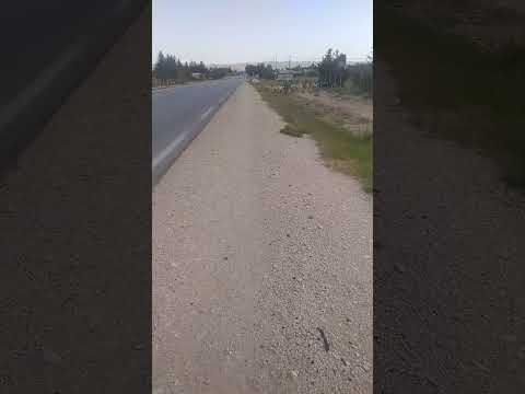 الذ ك ارة صفصاف الوسرى تبسة