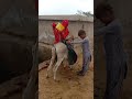 فتاة تملأ الماء على حمار في صحراء ثار ومعها طفلها يقول لأمه أمي أرجوك أطعميني حماري
