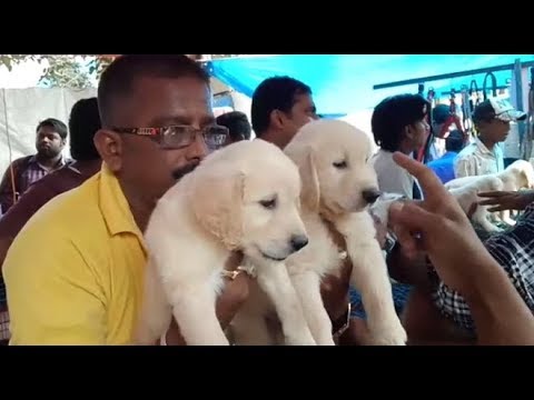 So Cute Labrador, Golden Retriever & Doberman Puppies At Galiff Street Kolkata