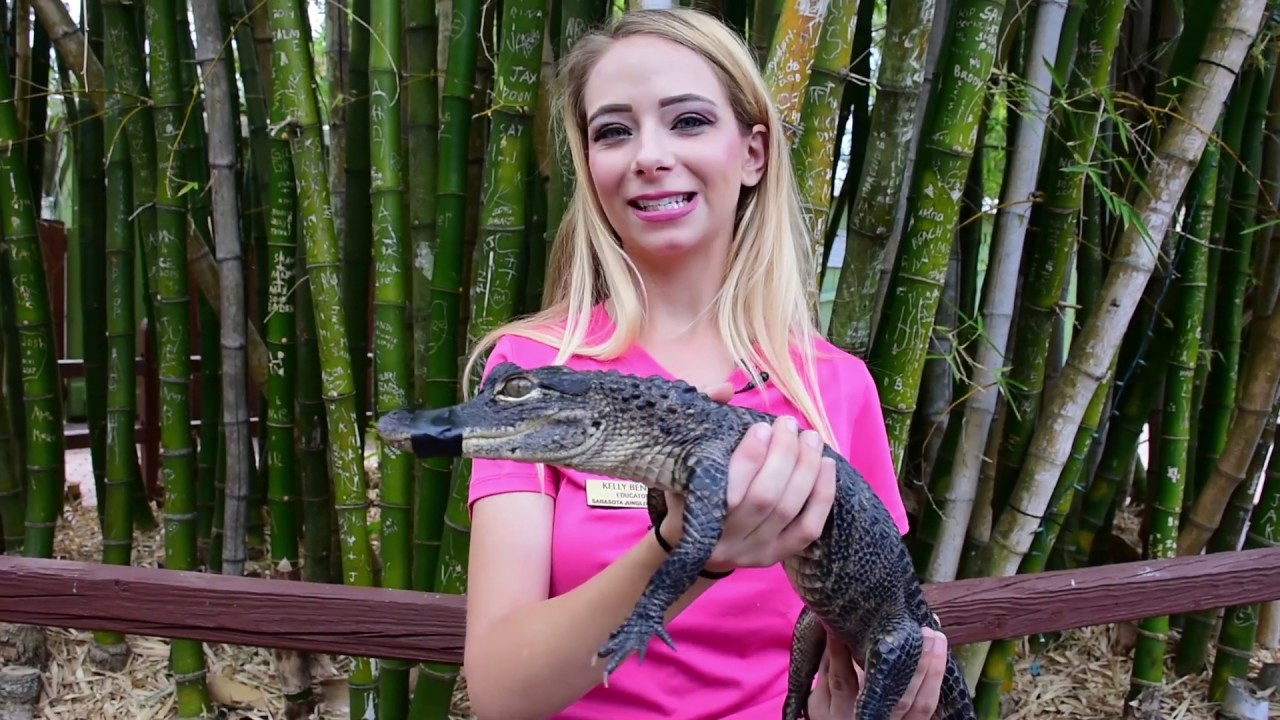 Hold an Alligator at Sarasota Jungle Gardens YouTube