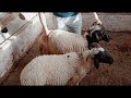 إزاى تختار خروف الأضحية بنفسك بدون ما حد يغشك إزاى تختار خروف الأضحية بنفسك بدون ما حد يغشك