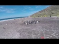 Penguins of falkland islands