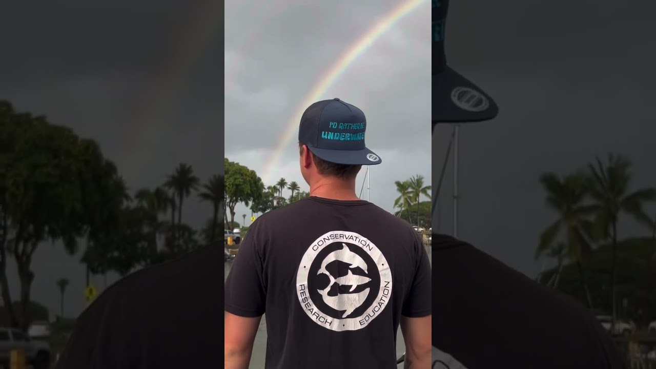 Shop shark merch for a cause — Oneoceandesigns.org 