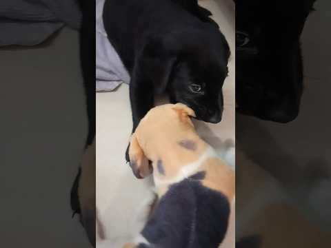 #cute#puppy#playtimeideas #karuppu#action