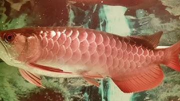 "Cá rồng đẹp" Thiên đường cá cảnh