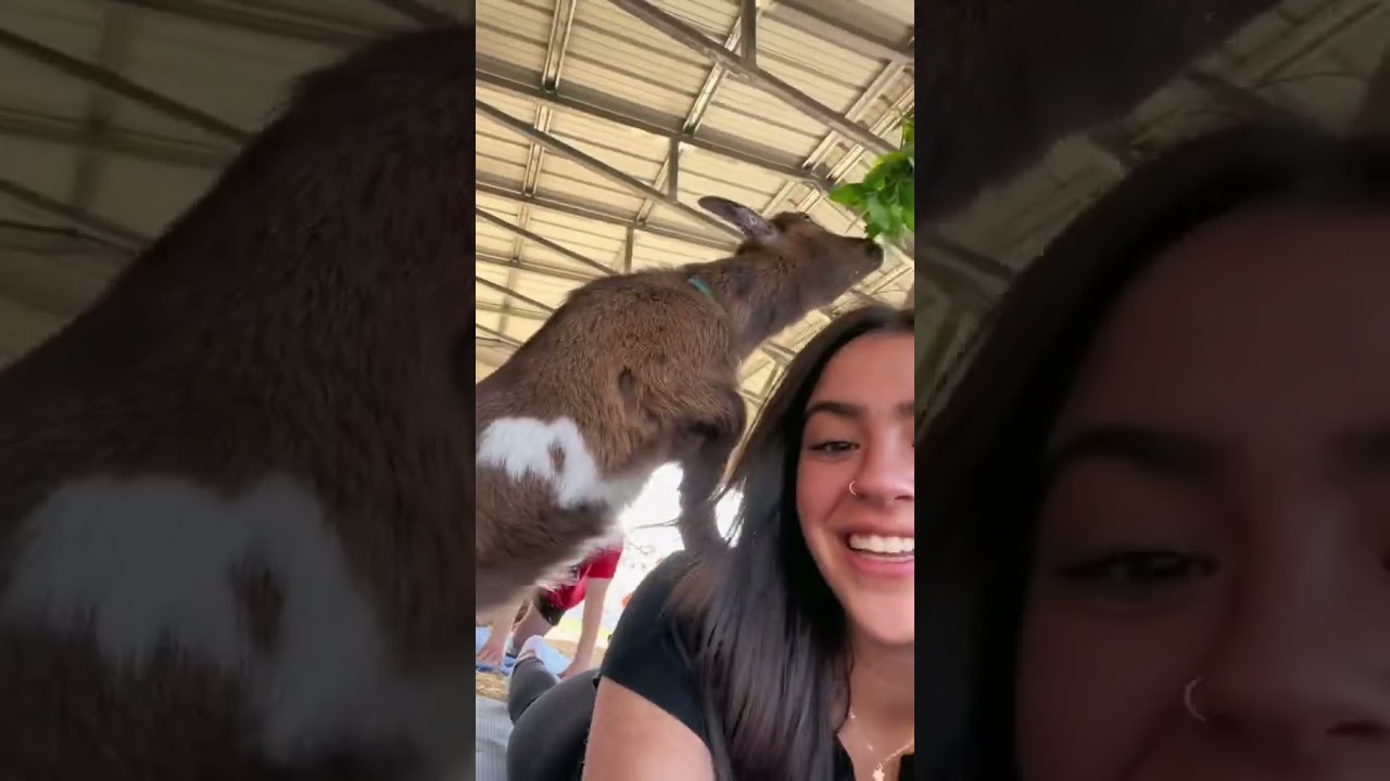 Goat Yoga #goatyoga #babygoats #orlandoflorida #thingstodoinorlando #thingstodoinflorida #orlando