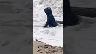 Video shows woman nearly pulled out by king tide at Cannon Beach