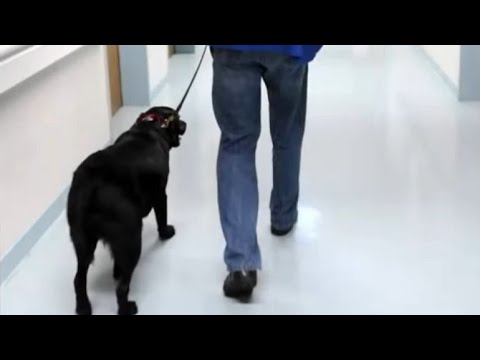 Video: Kāpēc suņiem patīk ienest bumbiņas?