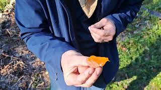 Rosseyanka Persimmon First Taste Test Persimmon Tasting