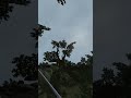 Killing the adoring fan in Morrowind every day until Skywind and Skyblivion are released Day - 441