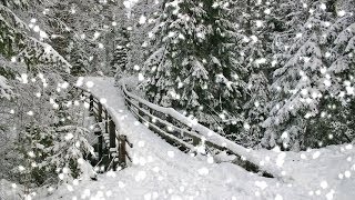 [10 Hours] Snowy Forest w/ Wooden Bridge - Video & Audio Winter Birds [1080HD] SlowTV
