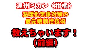 【温州ミカン（カンキツ）】温暖化気象対策の最先端栽培技術　全部教えちゃいます！（前編）みかん農家必見！日焼けなし！浮皮なし！高糖度！連年結果！の秘訣を大公開します！（サンビオティック）