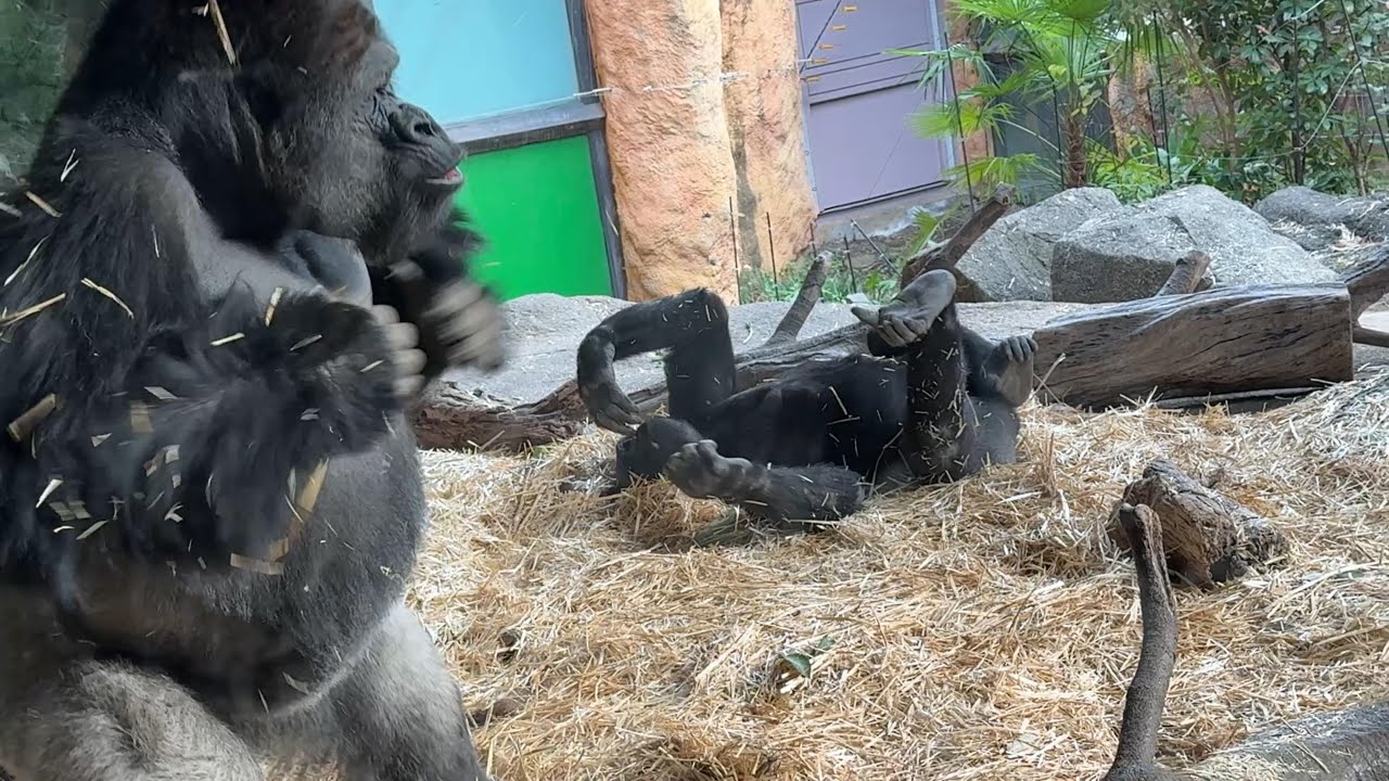 gorlla 息子にドラミングするハオコ【2024年12月5日】【上野動物園】ゴリラ💗Haoko drumming on her son ...