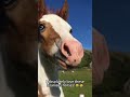 Silly Horses Doing Stupid Things Compilation#FunnyHorses #HorseCompilation #HorseFails
