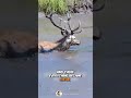 Man Saves Deer From Swamp And Gets The BEST Surprise EVER 🦌
