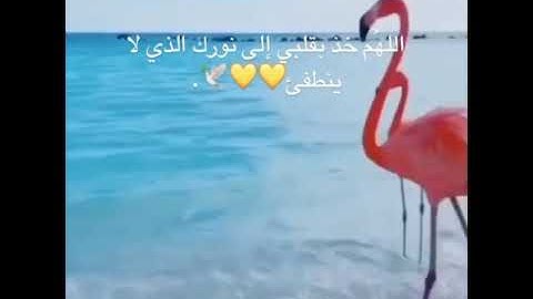 يا ايها الذين امنوا اركعوا واسجدوا واعبدوا ربكم تلاوة القارئ عبدالرحمن مسعد