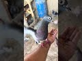 🔥🔥#pigeon #lover #short #viralreels #viralvideo #trending #ytshorts #happiness