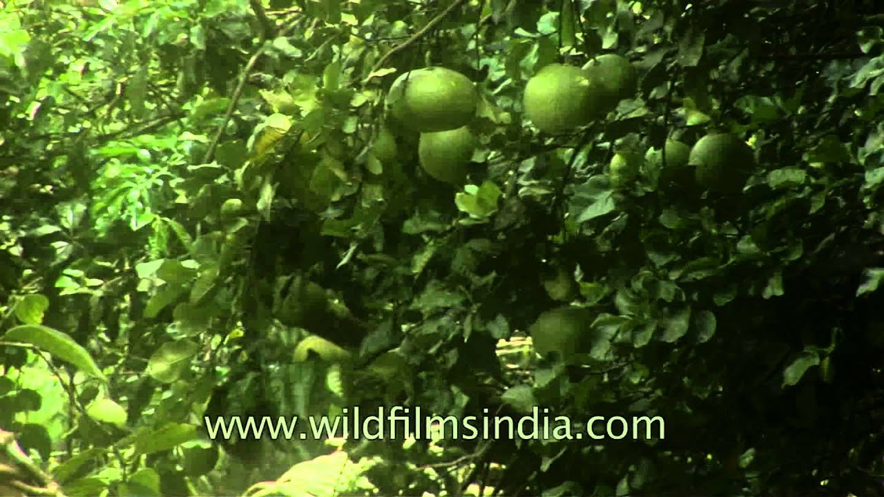 Pomelo fruit grow in Munnar town, Kerala YouTube