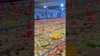 5day broiler chicken farming poultryfarming chicken eggs broiler