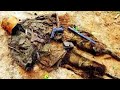 EXCAVATIONS IN THE FIELDS OF WWII / WW2 METAL DETECTING