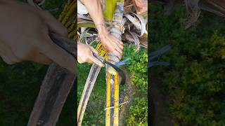 Cutting Coconut flower to make and collect Coconut wine daily 🍷🌴 #wine #coconut #cutting #makewine