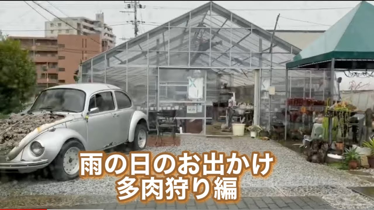 Vlogガーデニング5 群馬県サボテン相談室で多肉狩り エケベリア ハイブリッドエケベリア 羽兼直行先生 Youtube