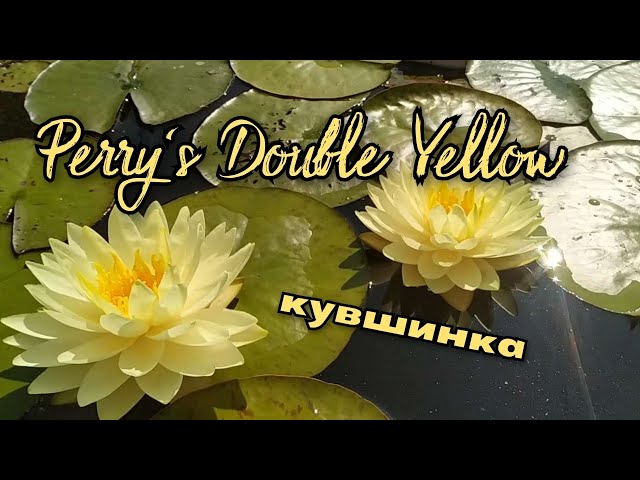 Кувшинка (нимфея) Дабл Елоу. Water lily (Nymphaea) Perrys Double Yellow -YouTube