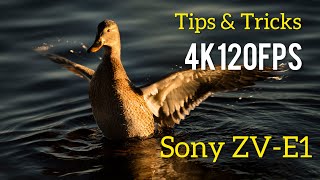 Shooting in 4K120fps: Sony ZVE1 Tips & Tricks