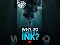 Why Do Squids Squirt Ink to Escape? #squid #marinelife #oceanfacts