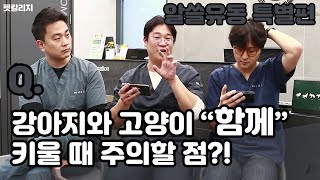 Q. 개와 고양이 같이 키울 때 주의할 점은? - 알쓸유동