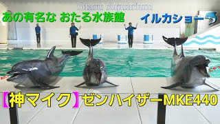 群青イルカ2 mqdefault.jpg