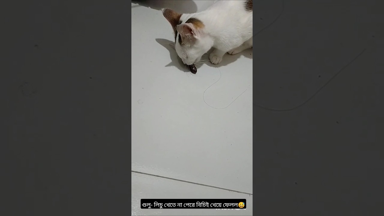 গুলু লিচু না পেয়ে কি করল এটা 🤣🤣 #shorts #cat #viral #funny